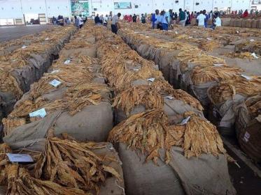 Tobacco Malawi