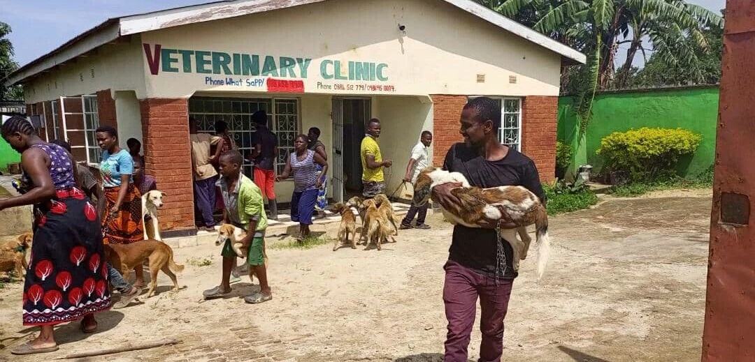 Free dog vaccination and castration underway in Mzuzu- Malawi24