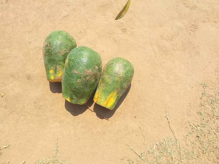 Pawpaw fruit in Malawi. Hunger-stricken people in Phalombe are surviving on such fruits