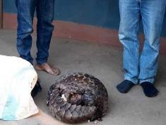 Pangolin which was found with two people in Blantyre