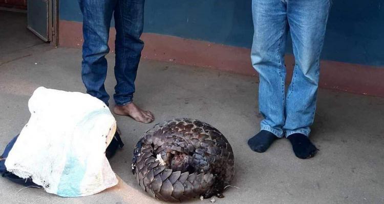 Pangolin which was found with two people in Blantyre