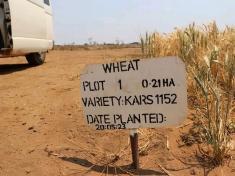 Wheat planted in Malawi at Santhe Malega Malawi