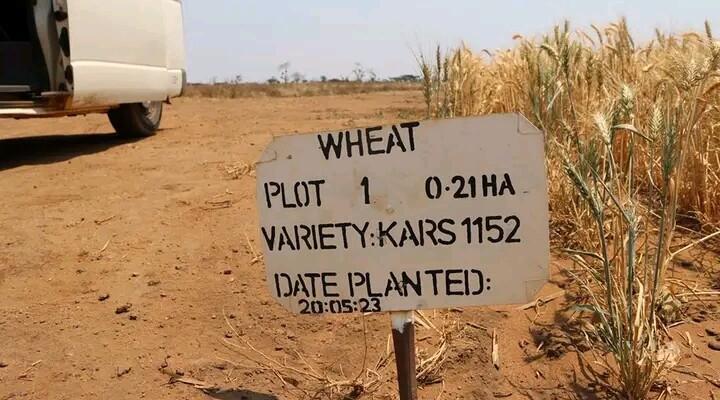 Wheat planted in Malawi at Santhe Malega Malawi