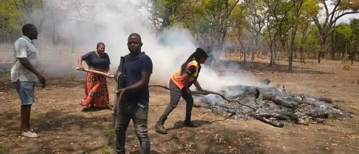 Police in Malawi destroying Indian Hemp