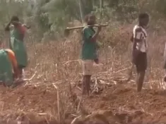 Children seen working in a farm owned by their teacher at Mpata Primary School in the Southern Region