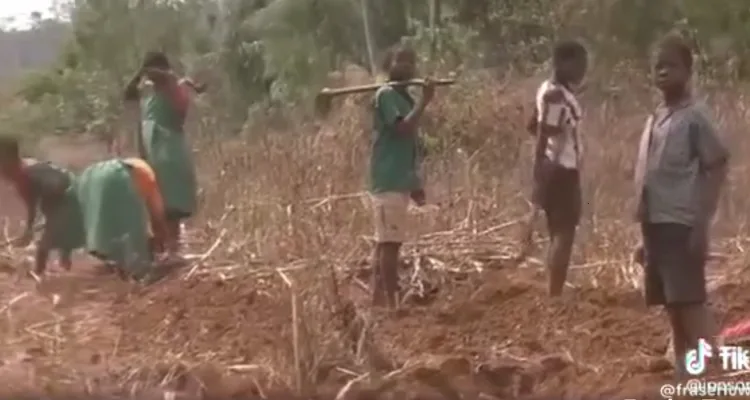 Children seen working in a farm owned by their teacher at Mpata Primary School in the Southern Region