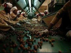 Gala Macadamia Farms which is at Namitete in Lilongwe grows Macadamia which are exported to other countries.