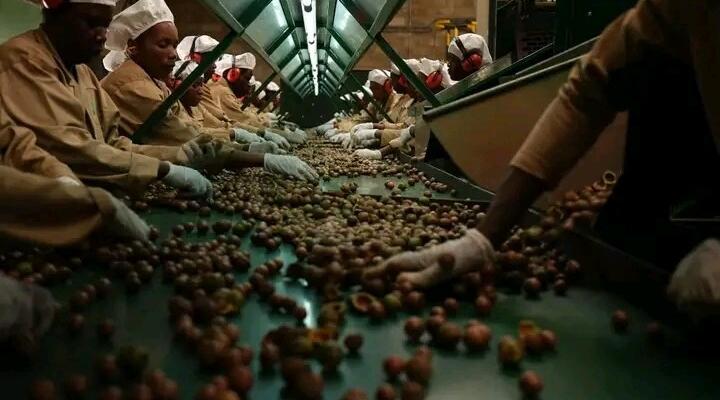 Gala Macadamia Farms which is at Namitete in Lilongwe grows Macadamia which are exported to other countries.