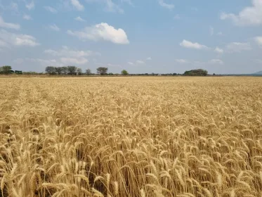 Pyxus Farm in Madisi in Malawi