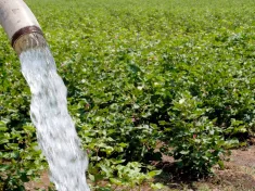 Agriculture Well Water being Poured to the Cotton Plant in Baground District Amreli Gujrat India