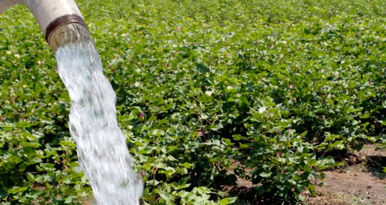 Agriculture Well Water being Poured to the Cotton Plant in Baground District Amreli Gujrat India