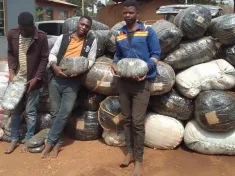 Three men have been arrested in Dowa after being found with Indian Hemp (Chamba).
