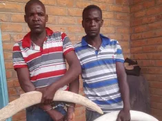 Two Zambian suspect found with ivory in Mzimba