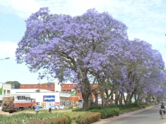 Mzuzu