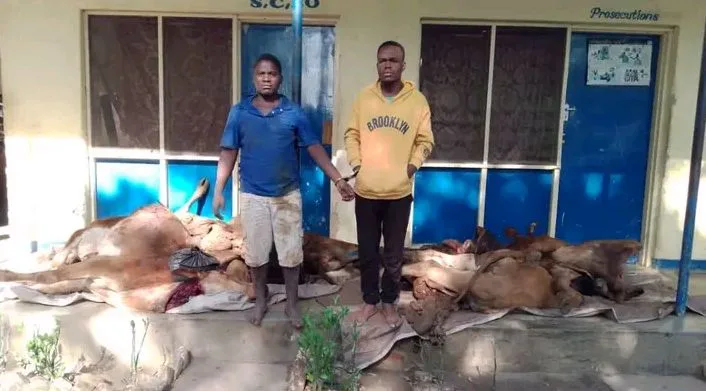 Two people arrested for stealing cattle worth K7.3 million