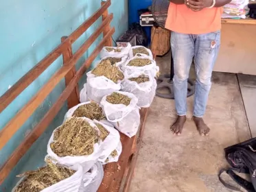 Monkey Bay Police arrest man for possessing Cannabis Sativa