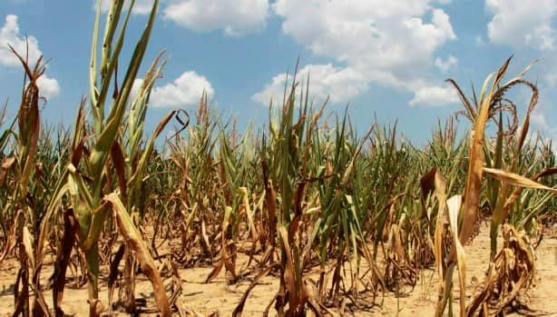 Malawi is expected to experience drought in the 2023/24 farming season