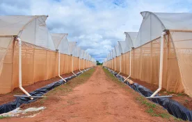 GGL, a company that was established in 2019 and was partnered by an Israel based entity Innocellia to manage a vegetable farm in Lumbazi, Dowa district