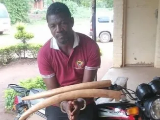 Mozambican man found with ivory in Malawi