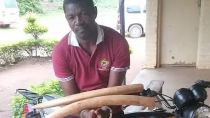 Mozambican man found with ivory in Malawi