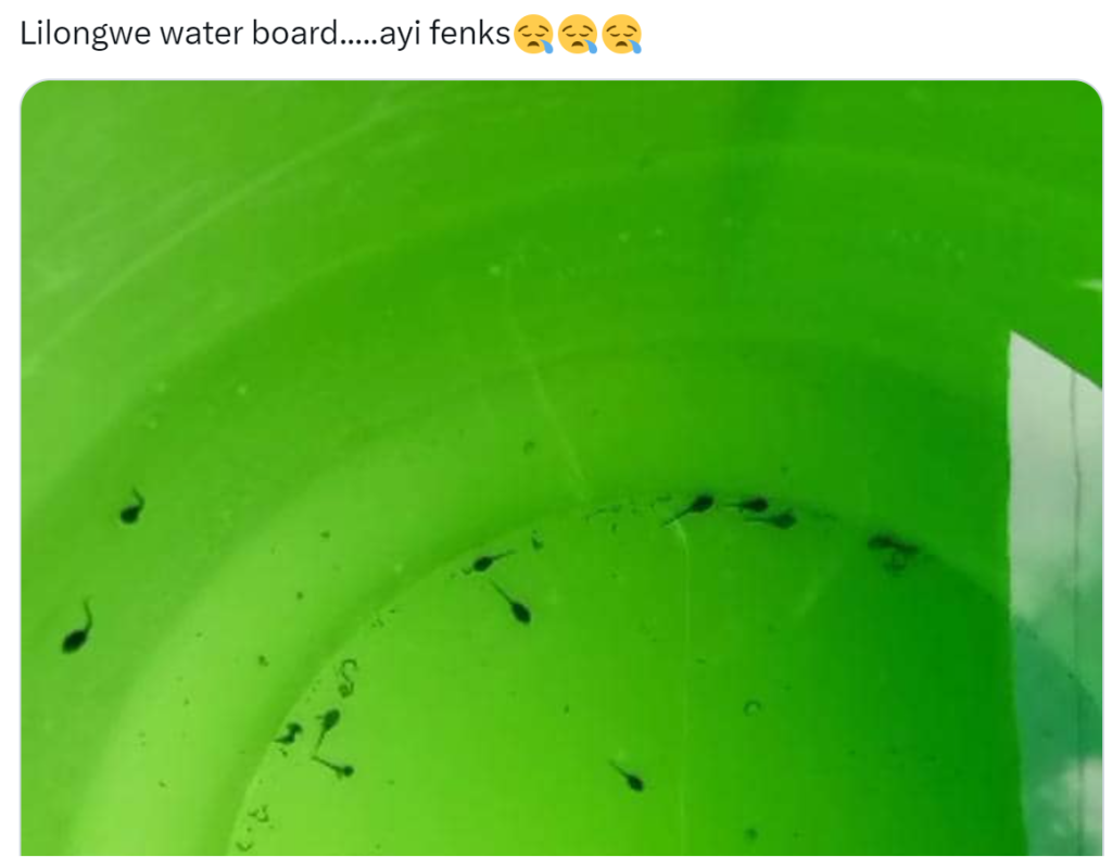 A Lilongwe Water Board (LWB) customer says there were tadpoles in the water coming out of a tap at her home.