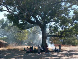 Indeed trees render so many services and ask for so little in return but they do need something from us humans. The mature trees need to be protected and the young ones need care.