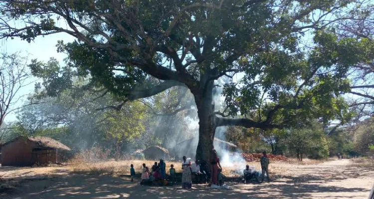 Indeed trees render so many services and ask for so little in return but they do need something from us humans. The mature trees need to be protected and the young ones need care.