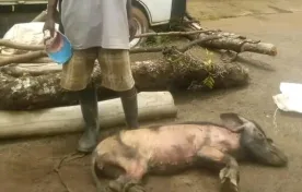 Malawi Pig