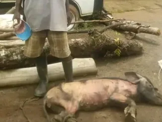 Malawi Pig