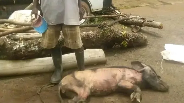Malawi Pig