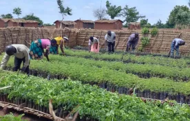 Lilongwe District plans to plant about 5.5 million tree seedlings in the 2023/24 National Forestry Season.