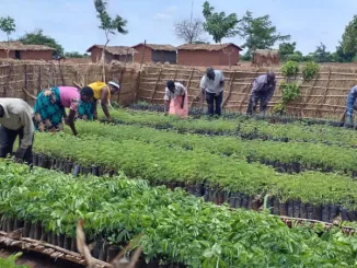 Lilongwe District plans to plant about 5.5 million tree seedlings in the 2023/24 National Forestry Season.