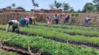 Lilongwe District plans to plant about 5.5 million tree seedlings in the 2023/24 National Forestry Season.