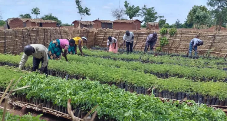 Lilongwe District plans to plant about 5.5 million tree seedlings in the 2023/24 National Forestry Season.