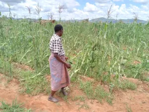About 149 households in the area of Senior Traditional Authority Mwabulambya in Chitipa have their houses and property destroyed by stormy rains which hit the area on Monday.