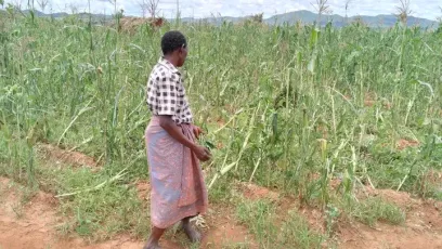 About 149 households in the area of Senior Traditional Authority Mwabulambya in Chitipa have their houses and property destroyed by stormy rains which hit the area on Monday.