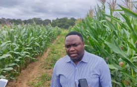 Scientists at Lilongwe University of Agriculture (LUANAR) say trials have shown that Genetically Modified (GMO) maize seeds are resistant to insects particularly fall army worms which affect maize yields in the country.