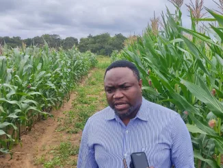 Scientists at Lilongwe University of Agriculture (LUANAR) say trials have shown that Genetically Modified (GMO) maize seeds are resistant to insects particularly fall army worms which affect maize yields in the country.