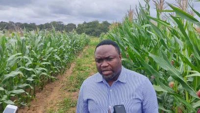 Scientists at Lilongwe University of Agriculture (LUANAR) say trials have shown that Genetically Modified (GMO) maize seeds are resistant to insects particularly fall army worms which affect maize yields in the country.