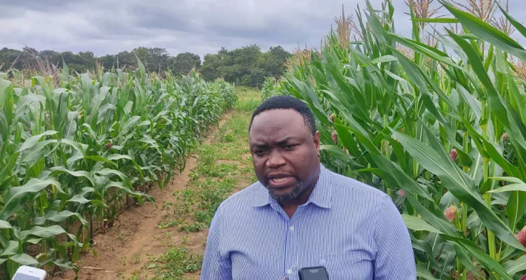 Scientists at Lilongwe University of Agriculture (LUANAR) say trials have shown that Genetically Modified (GMO) maize seeds are resistant to insects particularly fall army worms which affect maize yields in the country.