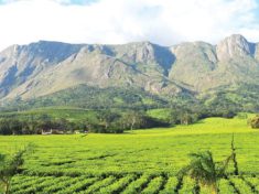 Mulanje mountain