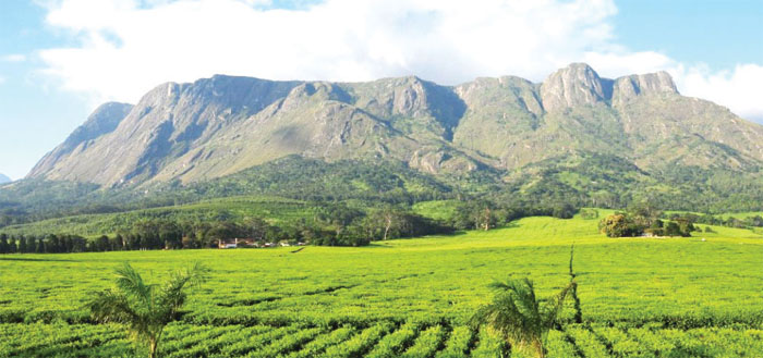 Mulanje mountain