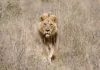 Nairobi National Park