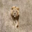 Nairobi National Park