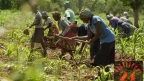 Global food shock squeezing Malawi farmers, says AGRA report- Malawi24