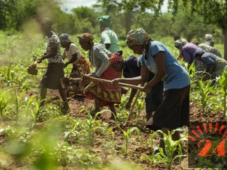 Global food shock squeezing Malawi farmers, says AGRA report- Malawi24
