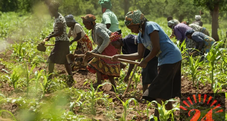 Global food shock squeezing Malawi farmers, says AGRA report- Malawi24