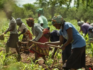 Global food shock squeezing Malawi farmers, says AGRA report- Malawi24