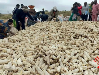 Maize malawi