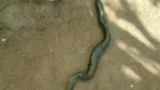 Machinga Singanga Njoka- Malawi24